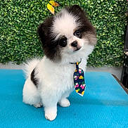 Po joined the competition — help win amazing prizes! adorable, black_and_white, blue_surface, butterfly, close_up, cute, dog, fashion, floral_tie, fluffy, fur, greenery, hedge, outdoor, pet, portrait, puppy, sitting, small_dog, tie