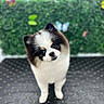 Po joined the competition — help win amazing prizes! adorable, animal, black_and_white, blurred_background, brown_fur, butterflies, cushion, cute, dog, fluffy, garden, greenery, head_tilt, outdoor, pet, portrait, puppy, small_dog, standing, white_fur