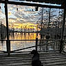 Luna joined the competition — help win amazing prizes! animal, calm, clouds, dog, lake, landscape, nature, outdoor, peaceful, porch, reflection, relaxation, scenic, silhouette, sky, sunset, trees, twilight, water, wooden_floor