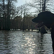 Luna is registered to the contest to win money with this photo: animal, boat, calm, canine, daytime, dog, forest, lake, nature, outdoor, peaceful, reflection, ripples, shadow, silhouette, sky, sunlight, tongue, trees, water