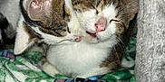 Givre a rejoint le concours — aidez-le/la à gagner de superbes lots ! affection, animal, blanket, cat, cat_condo, close_up, companionship, cozy, cute, domestic, feline, indoor, licking, pet, resting, sleepy, snuggling, soft_texture, tabby_cat, white_cat
