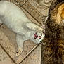 cat, white_cat, tabby_cat, playful, indoor, tile_floor, pets, animal, feline, fur, sitting, lying_down, close_up, two_animals, whiskers, ears, pets_together, curious, domestic_cat, eyes_glowing