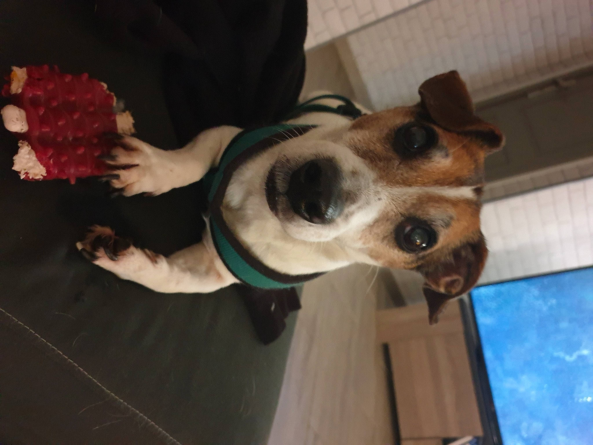 Titus a rejoint le concours — aidez-le/la à gagner de superbes lots ! canidae, carmine, carnivore, collar, comfort_food, companion_dog, cooking, dog, dog_breed, dog_collar, dog_supply, ear, eyewear, fawn, fur, leash, non_sporting_group, sporting_group, whiskers, working_animal