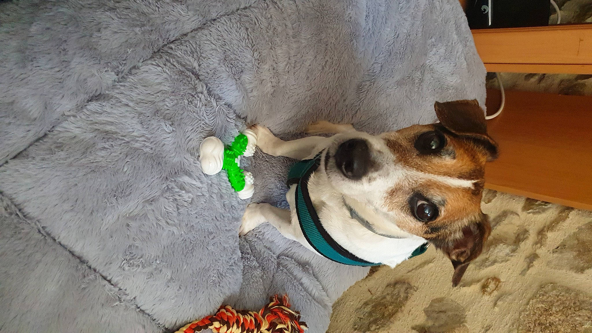 Titus a rejoint le concours — aidez-le/la à gagner de superbes lots ! canidae, carnivore, collar, companion_dog, dog, dog_breed, dog_collar, dog_supply, fawn, fur, irishjacks, monoplane, non_sporting_group, pet_supply, snout, sporting_group, whiskers, working_animal