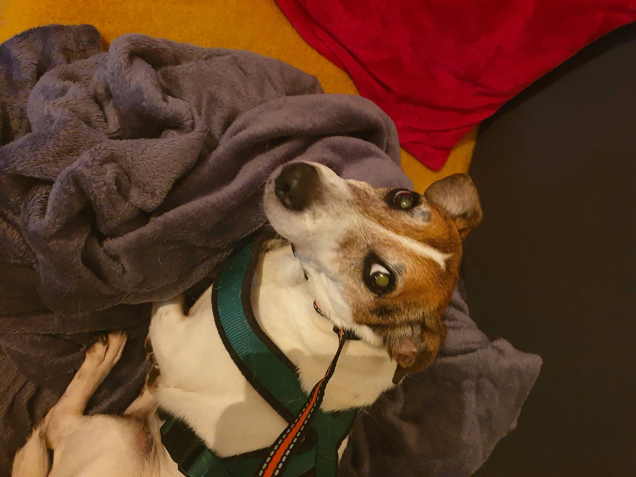 Titus participe au concours pour gagner de l'argent avec cette photo : canidae, carnivore, collar, comfort, companion_dog, dog, dog_breed, dog_collar, dog_supply, ear, fashion_accessory, fawn, fur, leash, personal_protective_equipment, snout, sporting_group, toy_dog, whiskers, working_animal