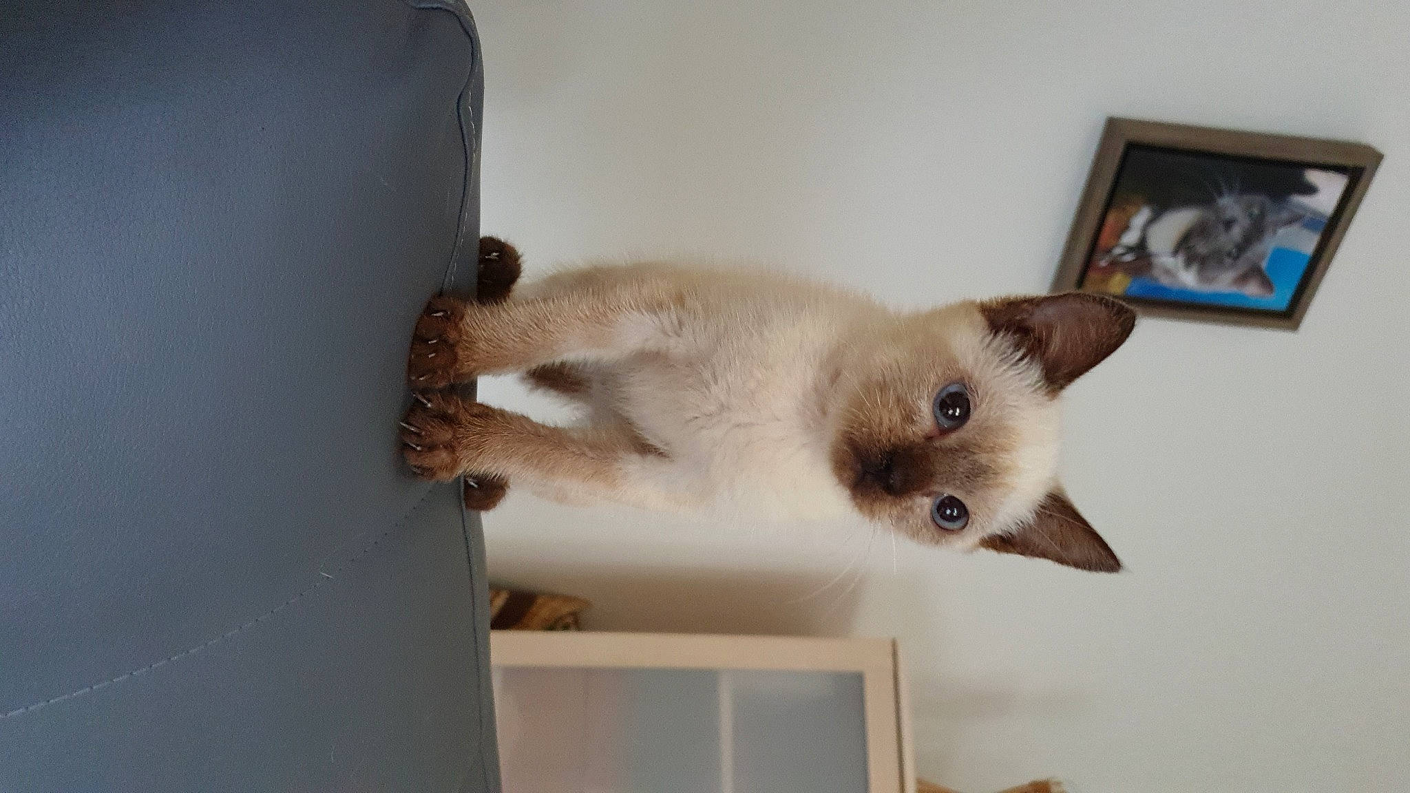 Nala a rejoint le concours — aidez-le/la à gagner de superbes lots ! balinese, birman, burmese, carnivore, cat, colorpoint_shorthair, domestic_short_haired_cat, fawn, felidae, himalayan, kitten, mammal, ojos_azules, ragdoll, siamese, small_to_medium_sized_cats, snowshoe, thai, tonkinese, whiskers