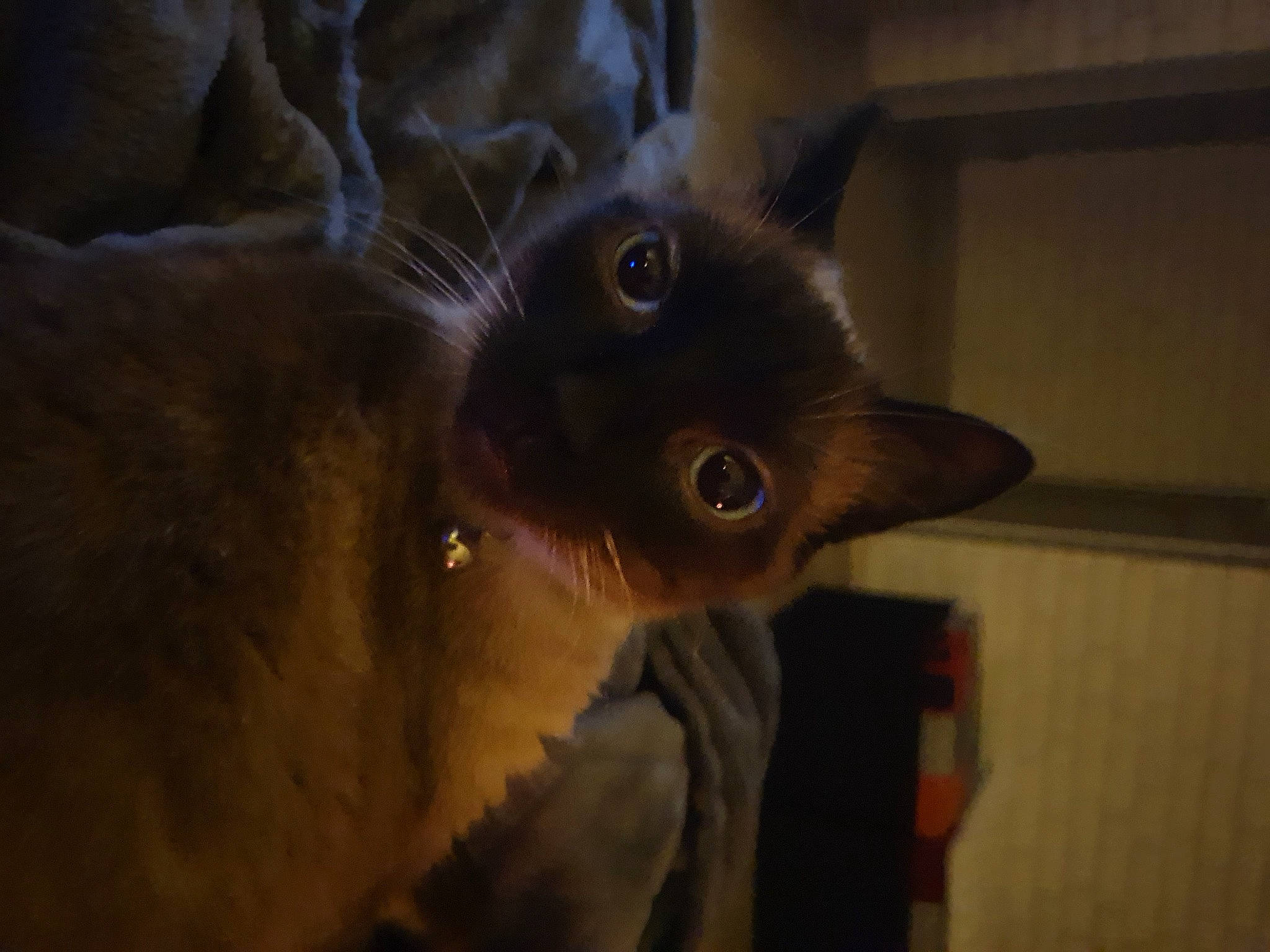 Nala a rejoint le concours — aidez-le/la à gagner de superbes lots ! black_cat, carnivore, cat, darkness, domestic_short_haired_cat, ear, facial_hair, fawn, felidae, fur, iris, paw, shelf, small_to_medium_sized_cats, snout, tail, tonkinese, whiskers