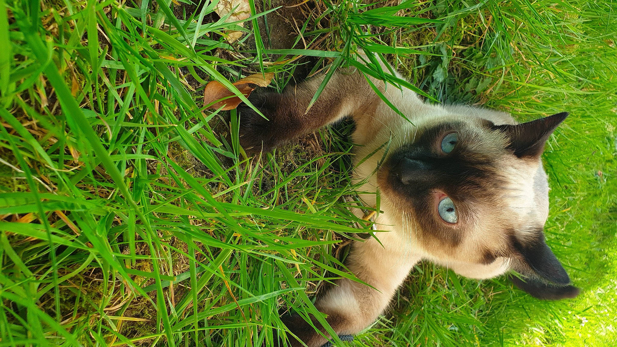 Nala participe au concours pour gagner de l'argent avec cette photo : balinese, burmese, carnivore, cat, fawn, felidae, grass, mammal, plant, siamese, small_to_medium_sized_cats, thai, tonkinese, whiskers, wildlife
