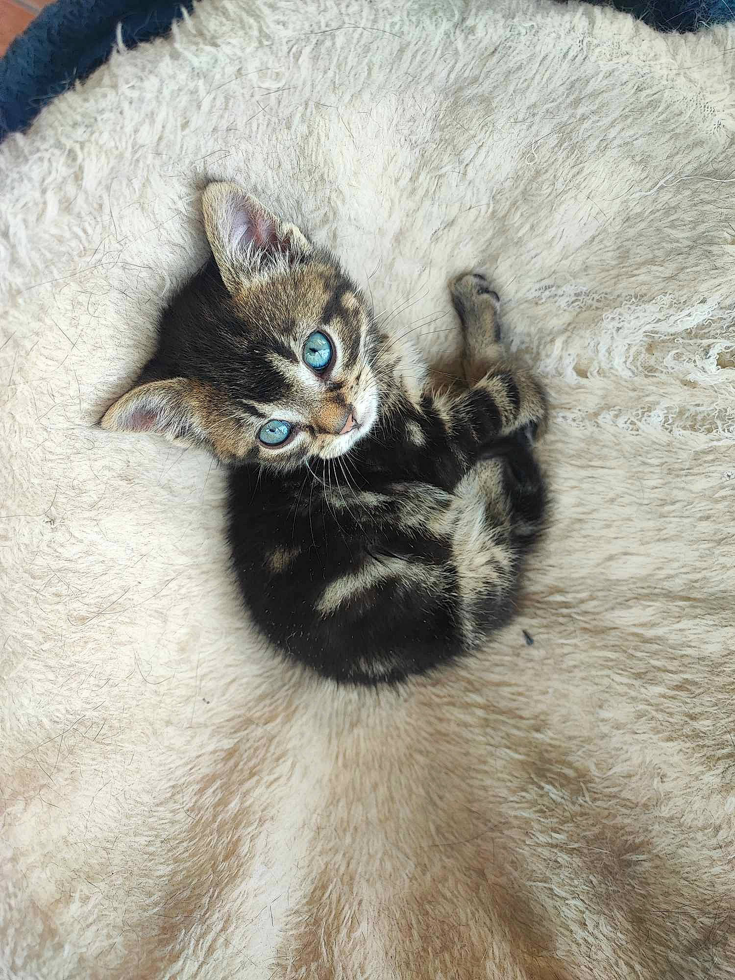 Mallow participe au concours pour gagner de l'argent avec cette photo : art, carnivore, cat, cat_bed, claw, couch, domestic_short_haired_cat, door, fashion_accessory, fawn, felidae, fur, grey, paw, small_to_medium_sized_cats, snout, tail, terrestrial_animal, whiskers, wildlife