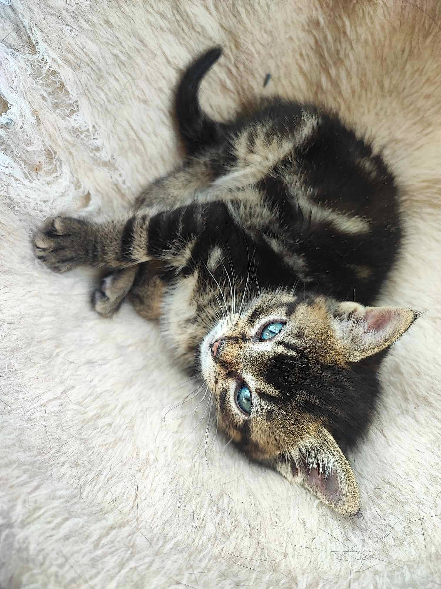 Mallow participe au concours pour gagner de l'argent avec cette photo : carnivore, cat, claw, comfort, domestic_short_haired_cat, eye, fawn, felidae, flooring, foot, fur, nap, paw, small_to_medium_sized_cats, snout, tail, terrestrial_animal, whiskers, wildlife, wood