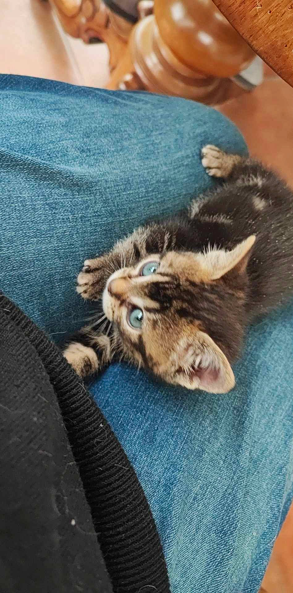 Mallow a rejoint le concours — aidez-le/la à gagner de superbes lots ! canidae, carnivore, cat, claw, comfort, domestic_short_haired_cat, fawn, felidae, fur, human_leg, nap, paw, sitting, sleeve, small_to_medium_sized_cats, tail, terrestrial_animal, whiskers, wildlife