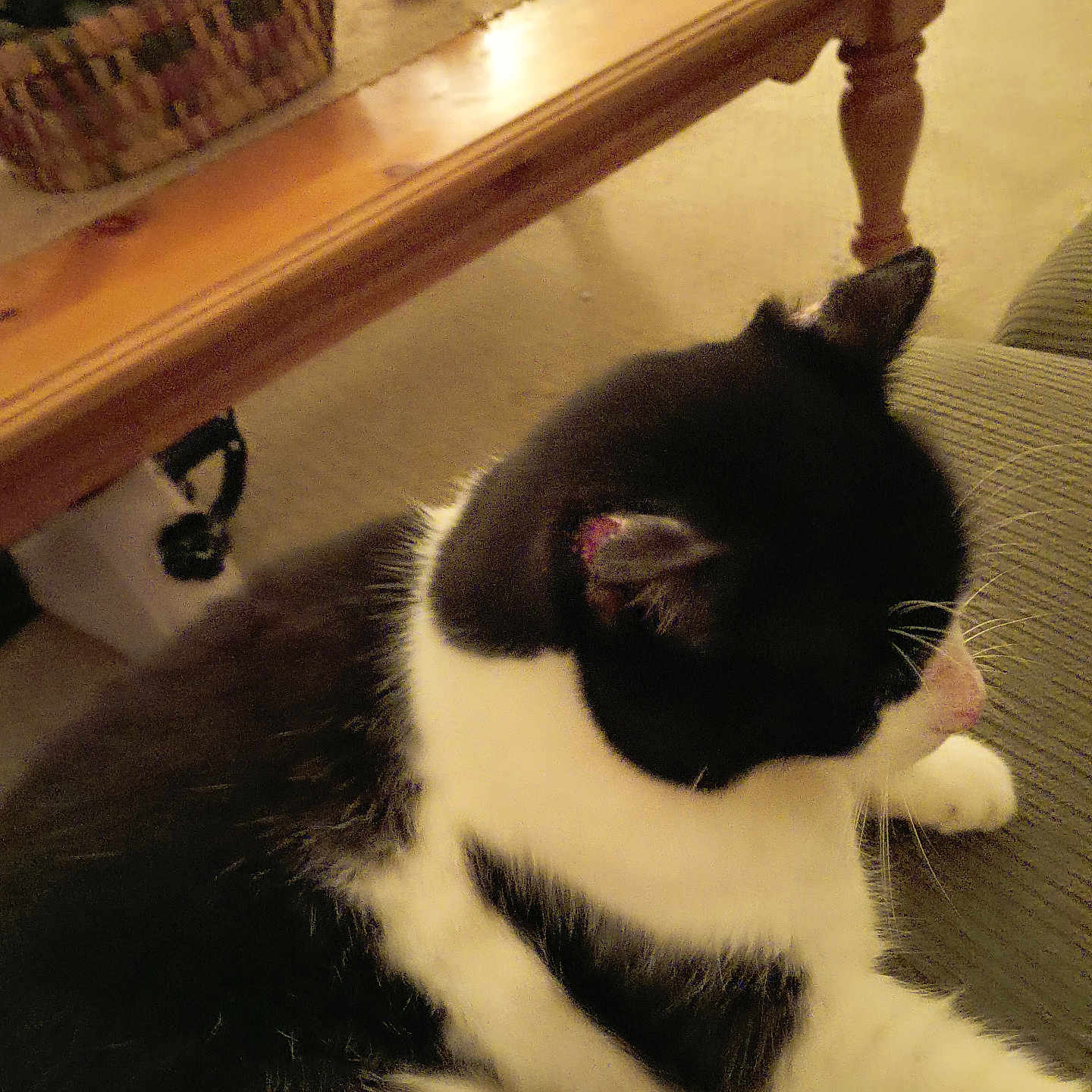 Amy