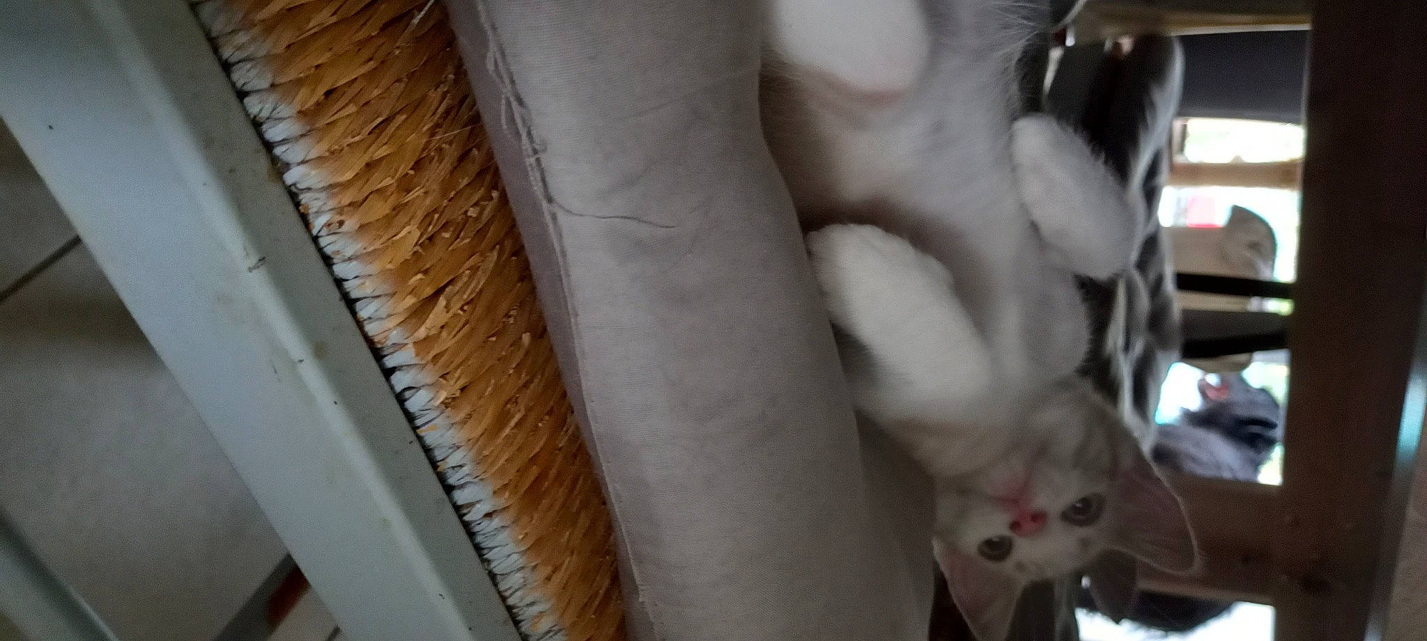 Nougat Et Bounty a rejoint le concours — aidez-le/la à gagner de superbes lots ! canidae, cat, claw, companion_dog, domestic_short_haired_cat, fashion_accessory, felidae, fur, hardwood, human_leg, metal, rodent, rope, small_to_medium_sized_cats, tail, whiskers, wood