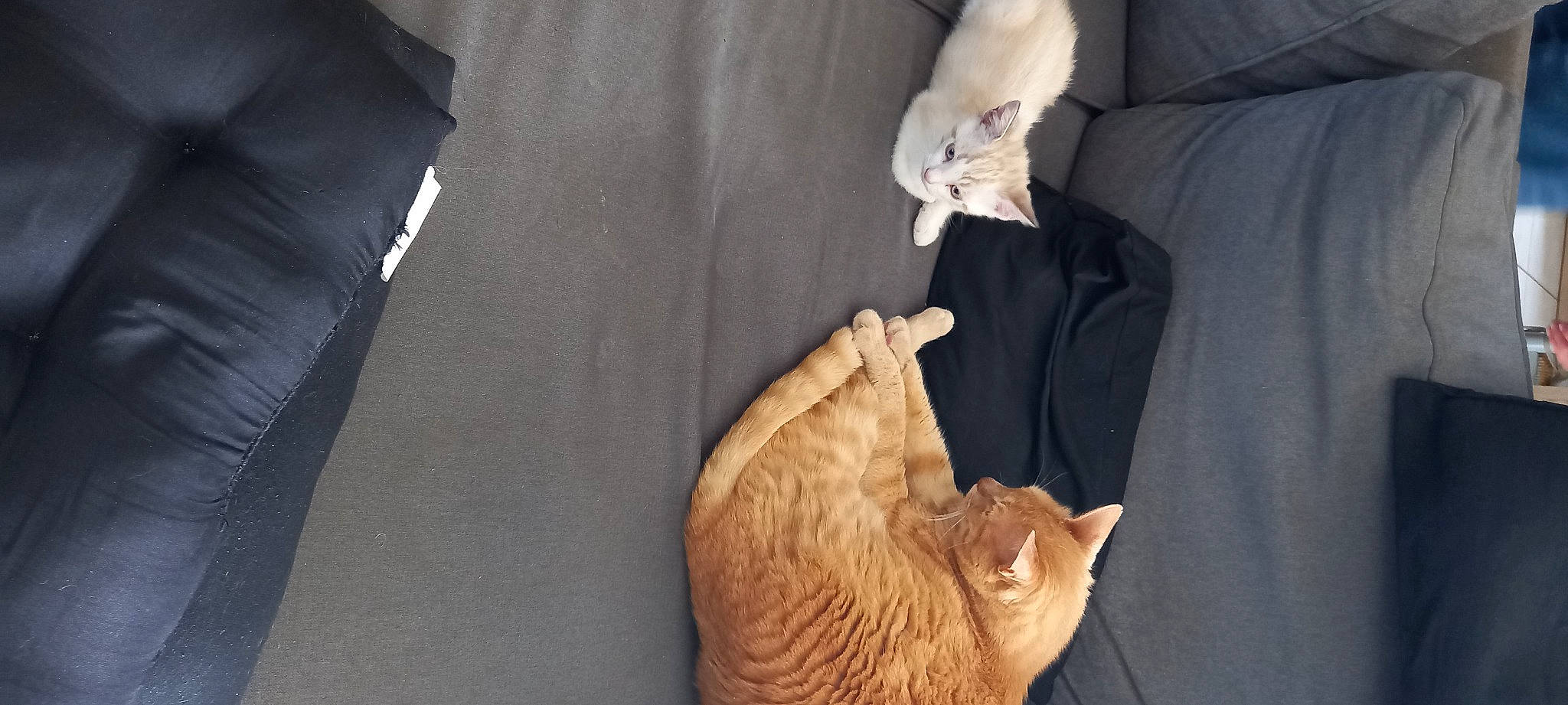 Nougat Et Bounty a rejoint le concours — aidez-le/la à gagner de superbes lots ! carnivore, cat, claw, comfort, dog_breed, domestic_short_haired_cat, ear, fawn, felidae, fur, gesture, linens, mammal, paw, small_to_medium_sized_cats, snout, tail, vertebrate, whiskers, wood