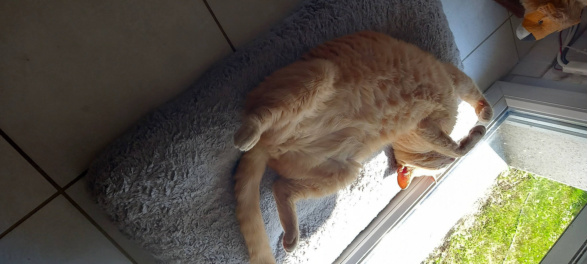 Nougat Et Bounty participe au concours pour gagner de l'argent avec cette photo : canidae, carnivore, claw, companion_dog, dog_breed, fawn, felidae, fur, liver, paw, pet_supply, plant, small_to_medium_sized_cats, sporting_group, tail, terrestrial_animal, whiskers, wood