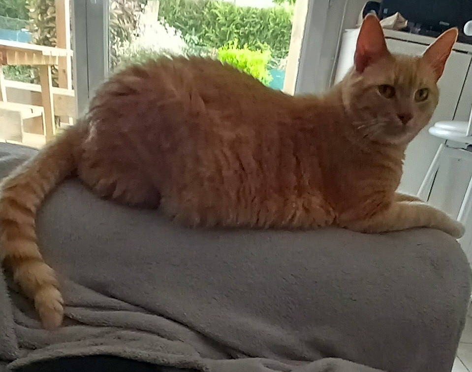 Nougat Et Bounty a rejoint le concours — aidez-le/la à gagner de superbes lots ! bed, carnivore, cat, cat_bed, cat_supply, claw, comfort, domestic_short_haired_cat, fawn, felidae, fur, paw, pet_supply, sitting, small_to_medium_sized_cats, tail, whiskers, window, wood