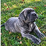 animal, backyard, brick_wall, cute, dog, floppy_ears, front_paws, grass, gray_dog, large_breed, lawn, leaves, lying_down, mastiff, outdoor, pet, portrait, puppy, sunlight, wrinkled_face