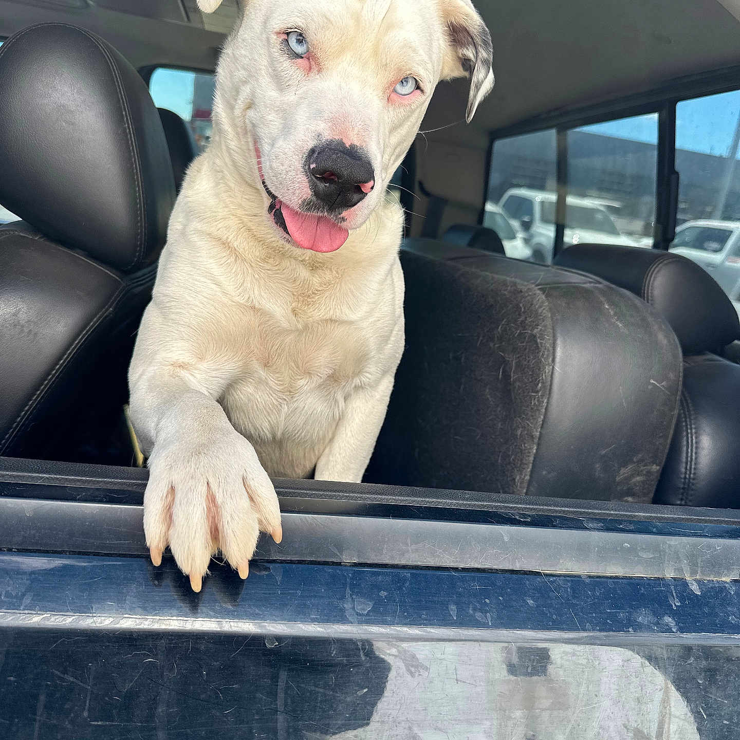King joined the competition — help win amazing prizes! animal, blue_eyes, canine, car, car_interior, close_up, curious, daylight, dog, friendly, leather_seat, outdoor, parking_lot, paw, pet, scratches, tongue_out, vehicle, white_dog, window
