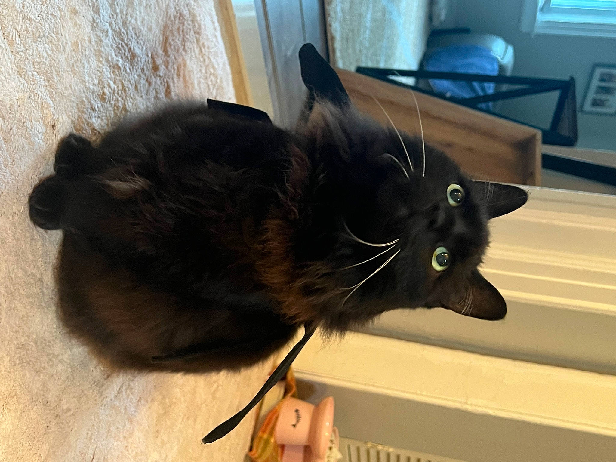 Bean joined the competition — help win amazing prizes! black_cat, bombay, cable_television, carnivore, cat, claw, collar, domestic_short_haired_cat, ear, felidae, fur, home_appliance, lamp, picture_frame, small_to_medium_sized_cats, tail, television, whiskers, window