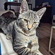 Aslan a rejoint le concours — aidez-le/la à gagner de superbes lots ! cat, tabby, indoor, relaxed, fur, whiskers, ears, eyes, paw, sunlight, leather, couch, furniture, home, pet, animal, mammal, domestic, closeup, resting