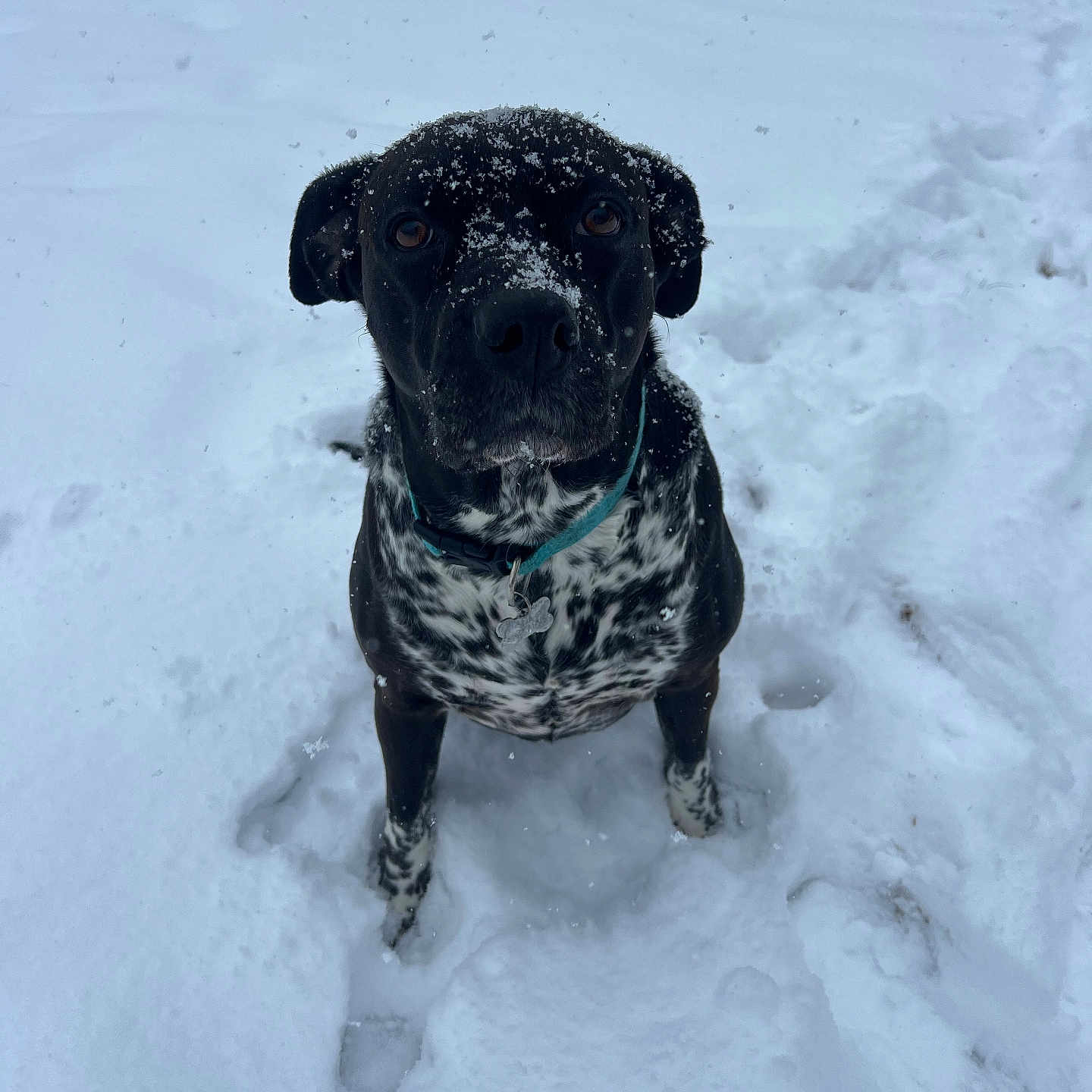 Leia Marie Yelverton joined the competition — help win amazing prizes! animal, blizzard, boxer, bulldog, canine, dalmatian, dog, hound, ice, labradorretriever, nature, outdoors, pet, pitbull, pointer, pug, puppy, snow, storm, winter