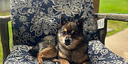 Ellie Fox Yelverton joined the competition — help win amazing prizes! animal, armchair, canine, chair, chaise, couch, cushion, dog, dogbed, furniture, grass, homedecor, indoors, interiordesign, linen, outdoors, pet, plant, puppy, quilt