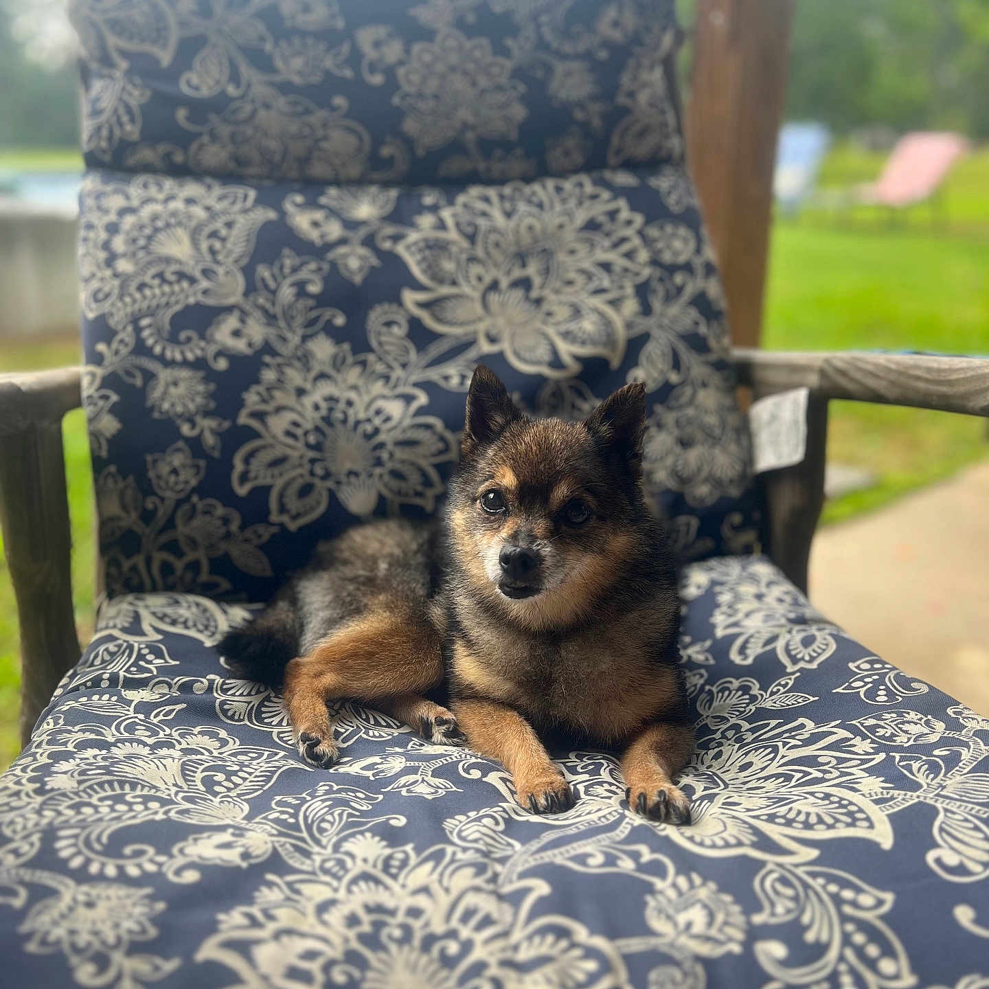 Ellie Fox Yelverton joined the competition — help win amazing prizes! animal, armchair, canine, chair, chaise, couch, cushion, dog, dogbed, furniture, grass, homedecor, indoors, interiordesign, linen, outdoors, pet, plant, puppy, quilt
