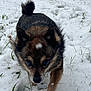 Ellie Fox Yelverton is registered to the contest to win money with this photo: animal, canine, close_up, cold, curious, daylight, dog, fluffy_tail, focus, fur, grass, nature, outdoor, paw_prints, pet, playful, small_dog, snow, walking, winter