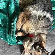 Ellie Fox Yelverton joined the competition — help win amazing prizes! animal, black, blanket, brown, comfort, couch, cozy, cute, dog, fur, home, indoor, paw, pet, red_collar, relaxed, resting, sleeping, snuggled, texture