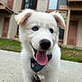 puppy, dog, white_dog, blue_eyes, tongue_out, collar, leash, outdoor, concrete, grass, building, residential, happy, pet, cute, animal, young_dog, ears, snout, walking