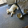 puppy, white_dog, sleeping, floor, crate, blanket, water_bowl, indoor, pet, young_dog, resting, tile_floor, canine, animal, quiet, relaxing, furry, domestic, cute, peaceful