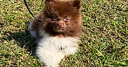 Woody joined the competition — help win amazing prizes! adorable, animal, brown, canine, cute, dog, fluffy, fur, grass, leash, nature, outdoor, pet, puppy, small_dog, summer, sunlight, walking, white, young