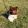 adorable, animal, brown, canine, cute, dog, fluffy, fur, grass, leash, nature, outdoor, pet, puppy, small_dog, summer, sunlight, walking, white, young