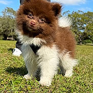 Woody joined the competition — help win amazing prizes! adorable, animal, brown, canine, cute, dog, fluffy, grass, head_tilt, nature, outdoor, park, pet, puppy, sky, sunny, tree, walking, white, young