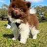 adorable, animal, brown, canine, cute, dog, fluffy, grass, head_tilt, nature, outdoor, park, pet, puppy, sky, sunny, tree, walking, white, young