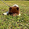 Woody is registered to the contest to win money with this photo: animal, brown, close_up, cute, dog, eyes, fluffy, grass, leash, lying_down, nature, outdoor, park, pet, playful, puppy, small, summer, sunny, white