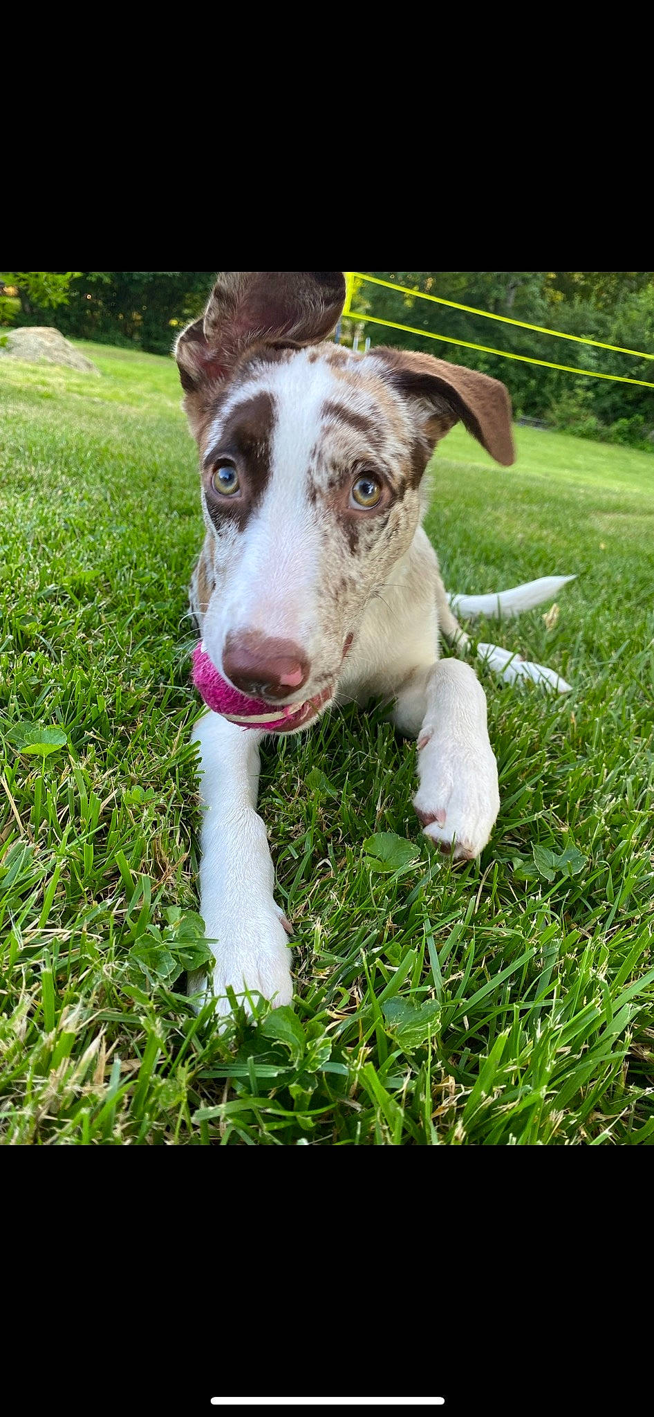 Skai joined the competition — help win amazing prizes! canidae, carnivore, companion_dog, dog, dog_breed, grass, groundcover, herding_dog, people_in_nature, plant, terrestrial_animal, whiskers, working_animal, working_dog