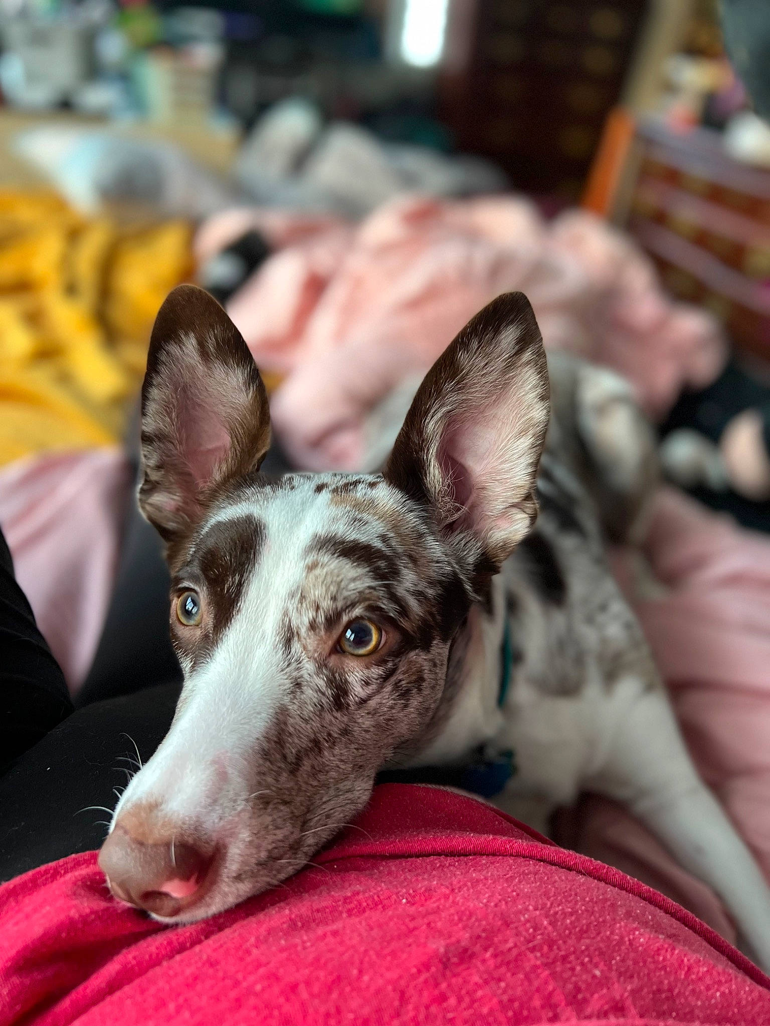 Skai is registered to the contest to win money with this photo: ancient_dog_breeds, australian_cattle_dog, canidae, carnivore, collar, comfort, companion_dog, dog, dog_breed, ear, fawn, fur, non_sporting_group, rampur_greyhound, sighthound, sporting_group, terrestrial_animal, texas_heeler, whiskers, working_animal