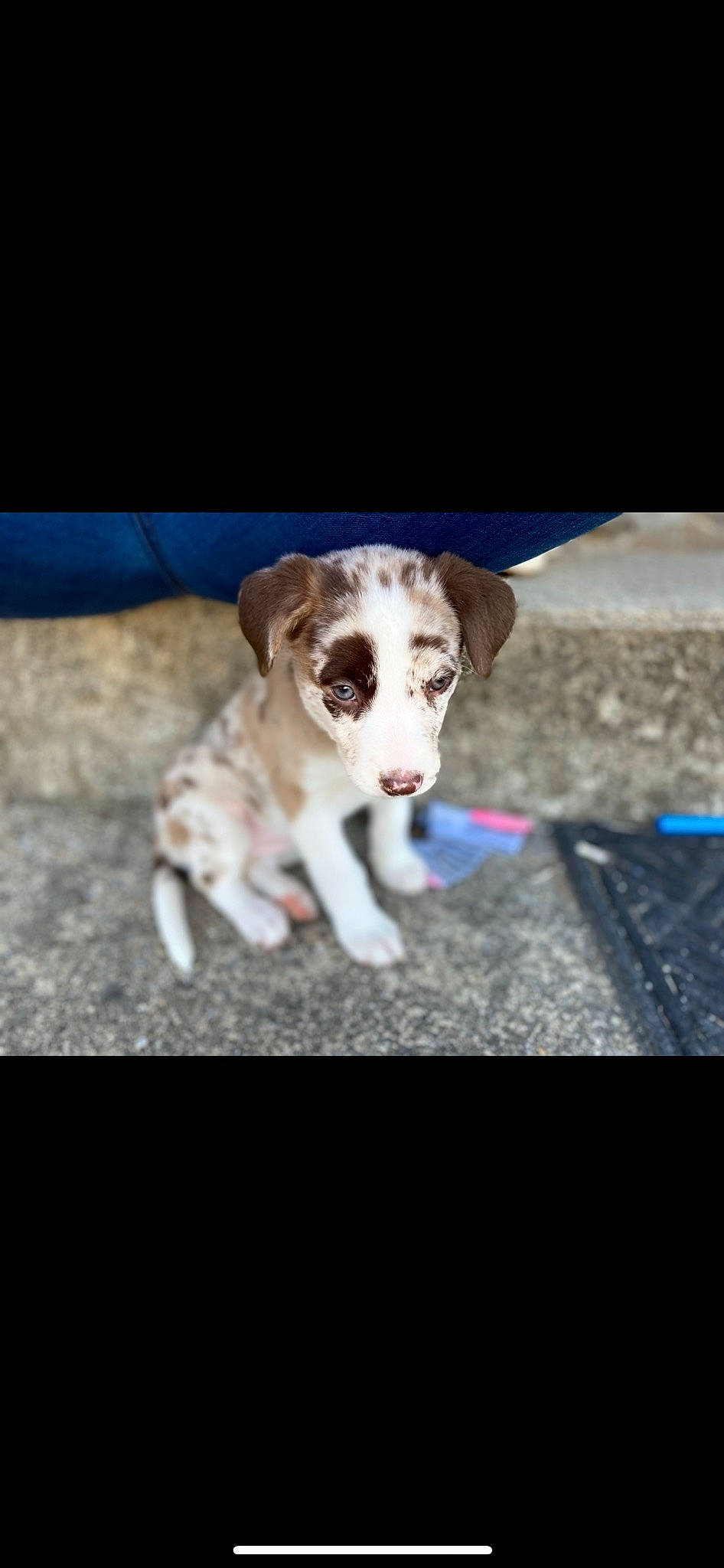 Skai joined the competition — help win amazing prizes! asphalt, carnivore, companion_dog, dog, dog_breed, fur, grass, paw, photo_caption, road_surface, shadow, snout, sporting_group, tree, working_animal, working_dog