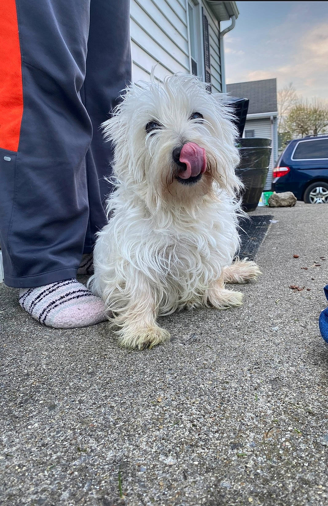 Cricket joined the competition — help win amazing prizes! automotive_tire, canidae, car, carnivore, cloud, companion_dog, dog, dog_breed, family_car, fur, luxury_vehicle, parking, sky, small_terrier, sporting_group, terrier, tire, toy_dog, vehicle, wheel