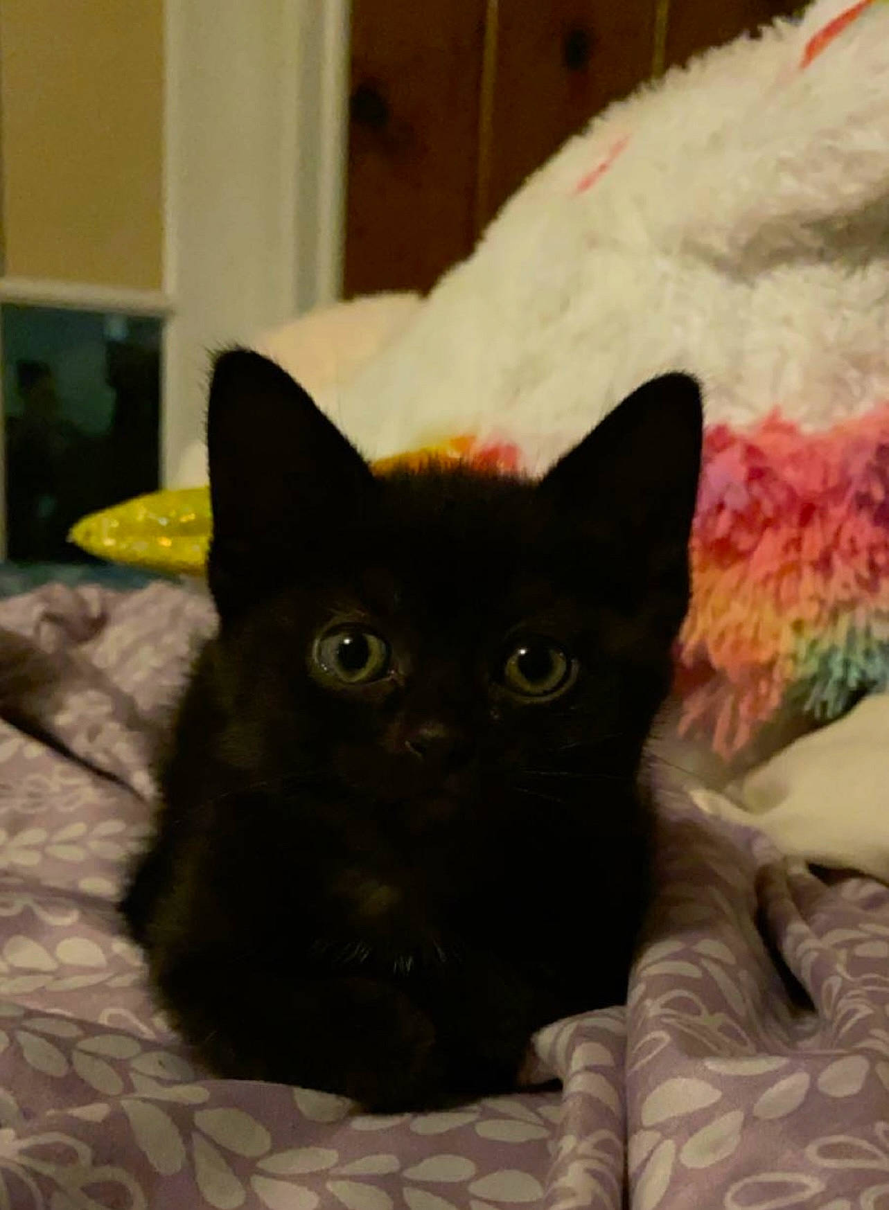 Onyx joined the competition — help win amazing prizes! black_cat, bombay, carnivore, cat, cat_bed, cat_supply, comfort, domestic_short_haired_cat, eye, fawn, felidae, fur, grey, iris, room, small_to_medium_sized_cats, snout, tail, terrestrial_animal, whiskers