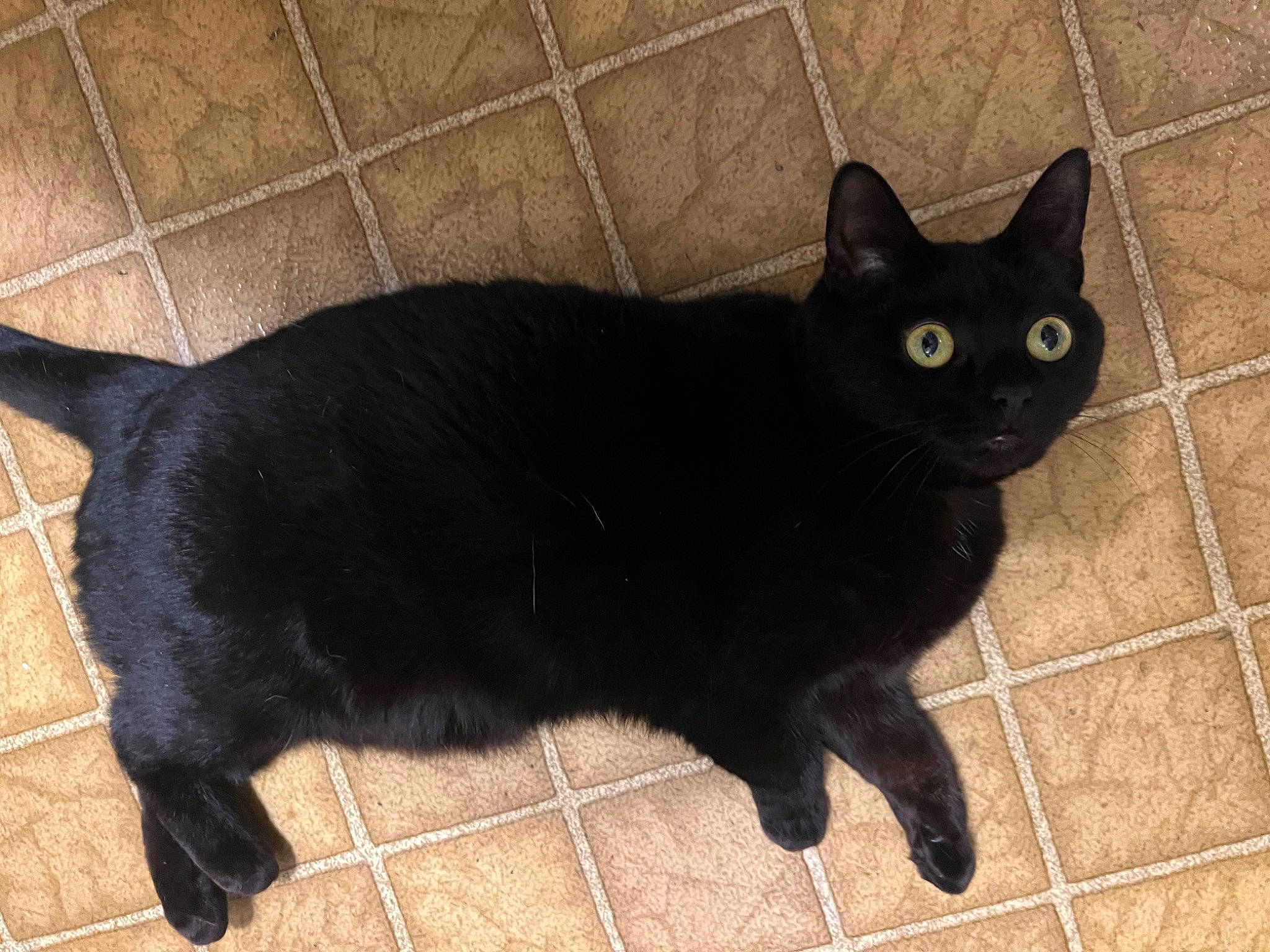 Onyx joined the competition — help win amazing prizes! black_cat, bombay, carnivore, cat, claw, domestic_short_haired_cat, felidae, flooring, fur, mammal, paw, shadow, small_to_medium_sized_cats, snout, tail, terrestrial_animal, tile, vertebrate, whiskers