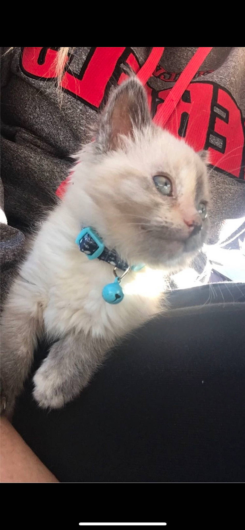 Loki is registered to the contest to win money with this photo: balinese, box, carnivore, cat, claw, comfort, domestic_short_haired_cat, fawn, felidae, fur, iris, paw, photo_caption, ragdoll, sitting, small_to_medium_sized_cats, snout, tail, thai, whiskers