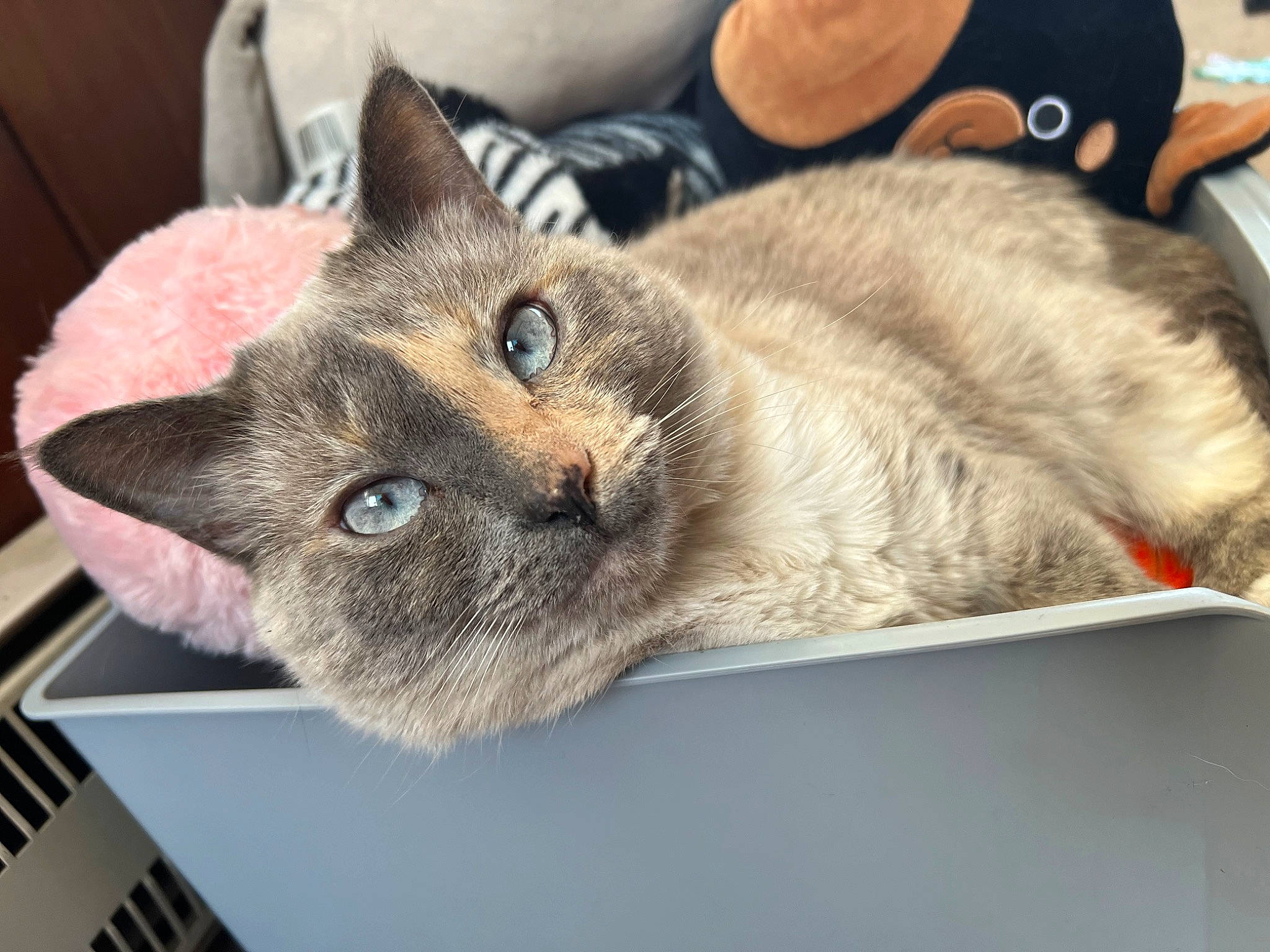 Loki is registered to the contest to win money with this photo: box, carnivore, cat, cat_furniture, chartreux, comfort, domestic_short_haired_cat, eye, felidae, fur, paw, small_to_medium_sized_cats, snout, thai, tonkinese, whiskers, window