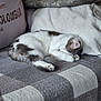 Valka a rejoint le concours — aidez-le/la à gagner de superbes lots ! cat, sleeping, blanket, couch, cozy, indoor, pet, fur, resting, white, gray, paw, feline, domestic, animal, cute, relaxed, home, soft, comfort
