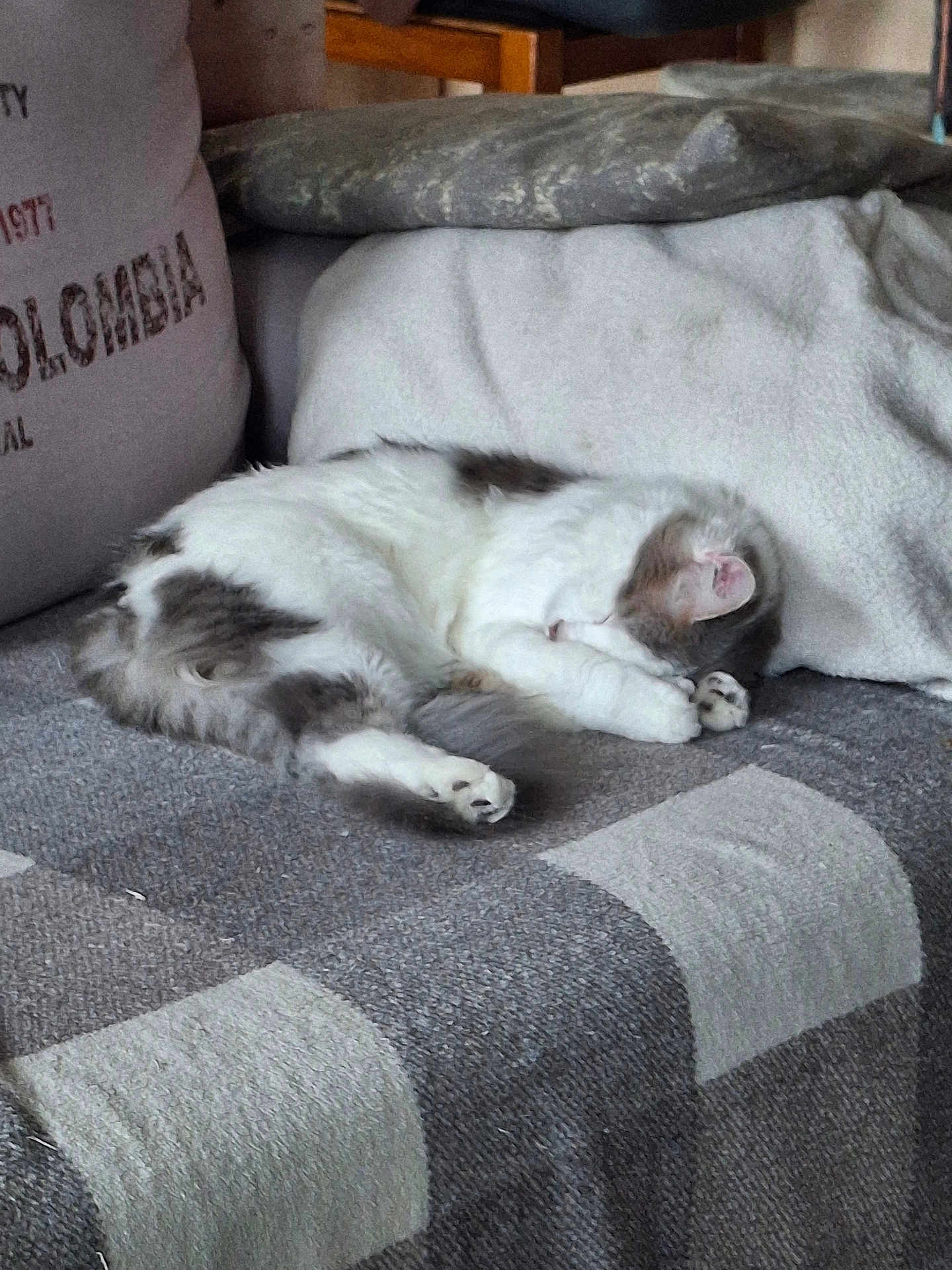 Valka a rejoint le concours — aidez-le/la à gagner de superbes lots ! cat, sleeping, blanket, couch, cozy, indoor, pet, fur, resting, white, gray, paw, feline, domestic, animal, cute, relaxed, home, soft, comfort
