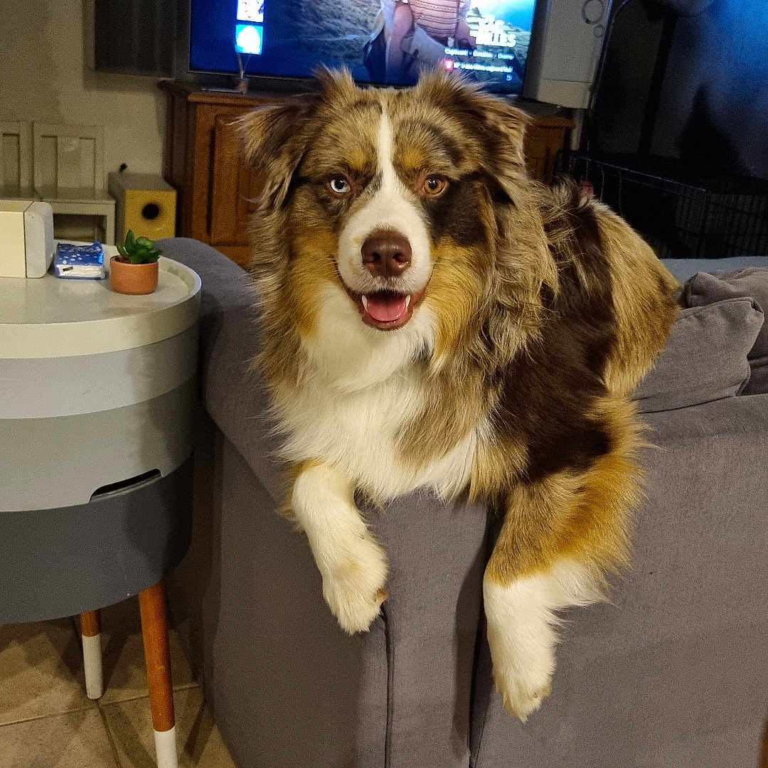 Twix participe au concours pour gagner de l'argent avec cette photo : brown, couch, cozy, dog, face, fur, furniture, happy, home, indoor, living_room, netflix, pet, plant, relaxing, smiling, table, television, tile_floor, white