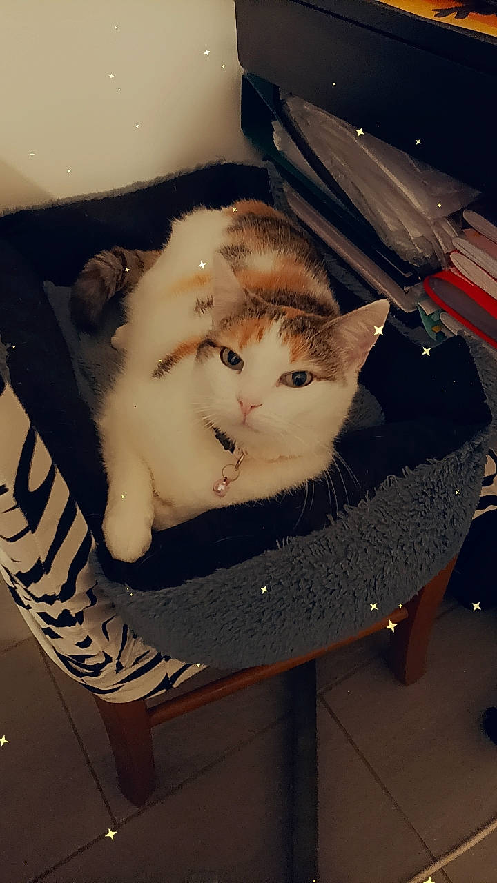 Sirène a rejoint le concours — aidez-le/la à gagner de superbes lots ! box, cardboard, carnivore, cat, comfort, domestic_short_haired_cat, felidae, fur, lap, pet_supply, photo_caption, sitting, small_to_medium_sized_cats, tail, whiskers