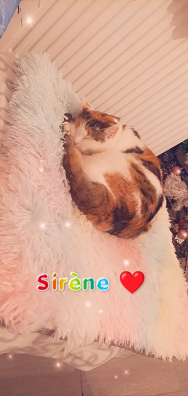 Sirène a rejoint le concours — aidez-le/la à gagner de superbes lots ! carnivore, cat, christmas, claw, domestic_short_haired_cat, event, fawn, felidae, font, fur, happy, holiday, paw, photo_caption, plush, small_to_medium_sized_cats, stuffed_toy, tail, toy, whiskers
