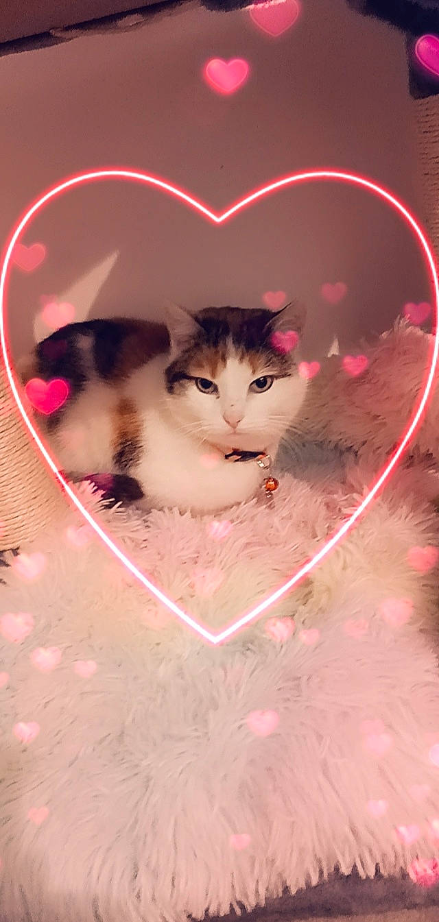 Sirène participe au concours pour gagner de l'argent avec cette photo : art, carnivore, cat, circle, domestic_short_haired_cat, event, eye, eyelash, felidae, font, fur, graphics, illustration, iris, magenta, pink, small_to_medium_sized_cats, snout, whiskers, window